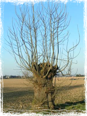 Krüppelbaum am Niederrhein - Gregor Schruff