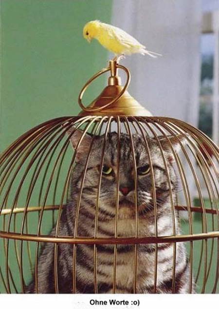 Katze, gefangen im Vogelkäfig