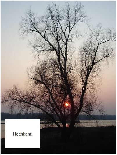 Sonnenbaum am Rhein bei Wesel